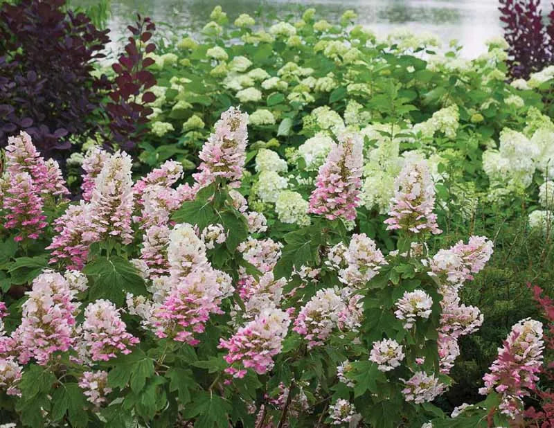 Hydrangea Quercifolia 'gatsby Pink' - View 3 from www redcrocus com