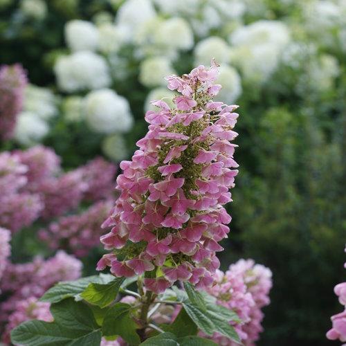 Hydrangea Quercifolia 'gatsby Pink' - View 5 from www redcrocus com