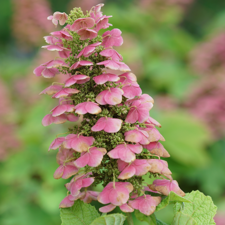 Hydrangea Quercifolia 'gatsby Pink' - View 7 from www redcrocus com