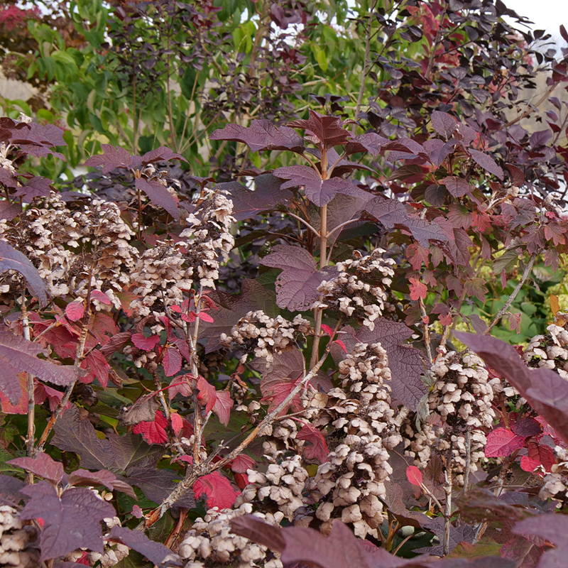Hydrangea Quercifolia 'gatsby Pink' - View 8 from www redcrocus com