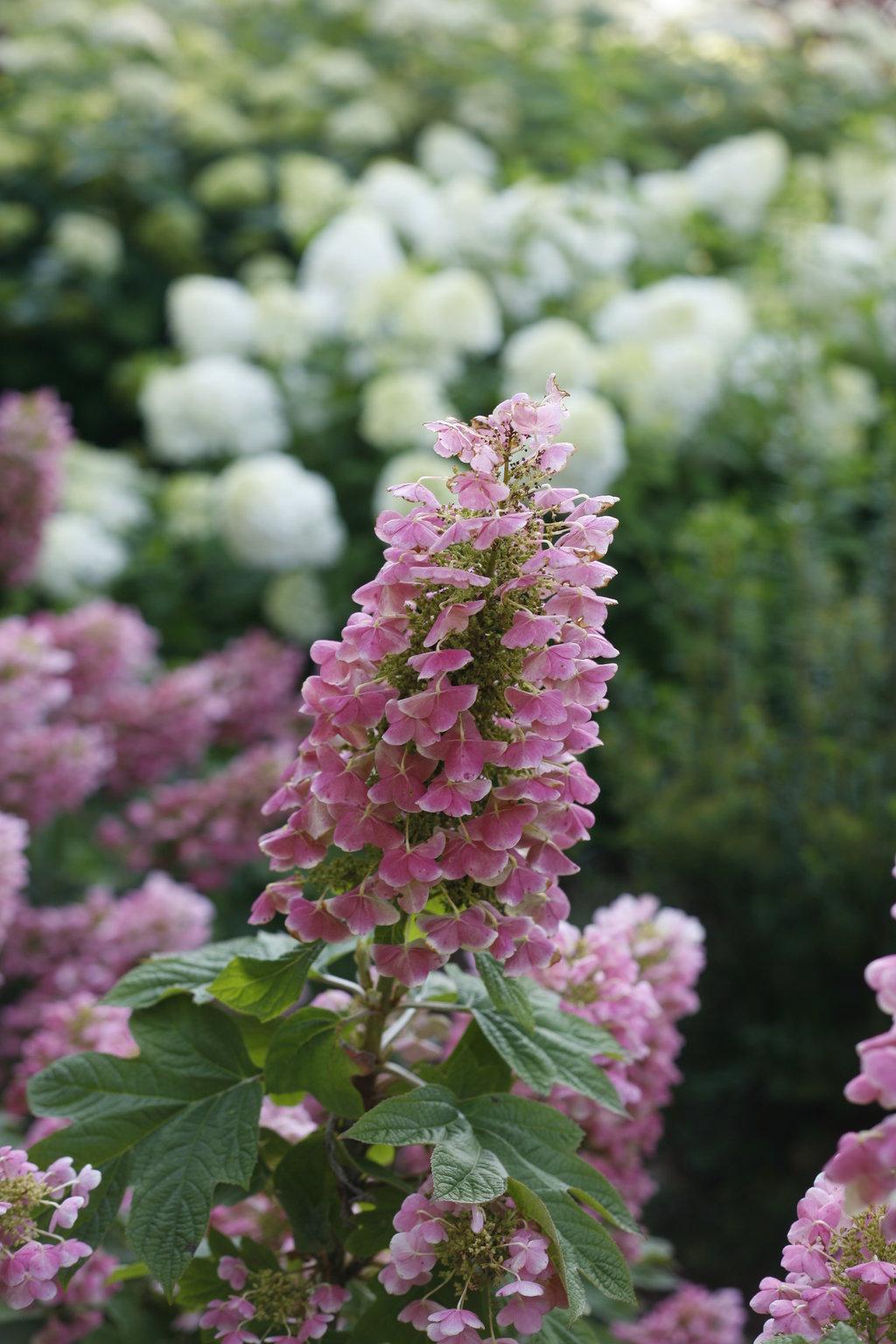 Hydrangea Quercifolia 'gatsby Pink' - View 9 from www redcrocus com