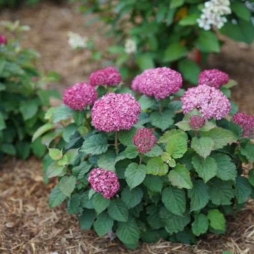 Hydrangea Arborescens 'invincibelle Mini Mauvette' - View 1 from www redcrocus com