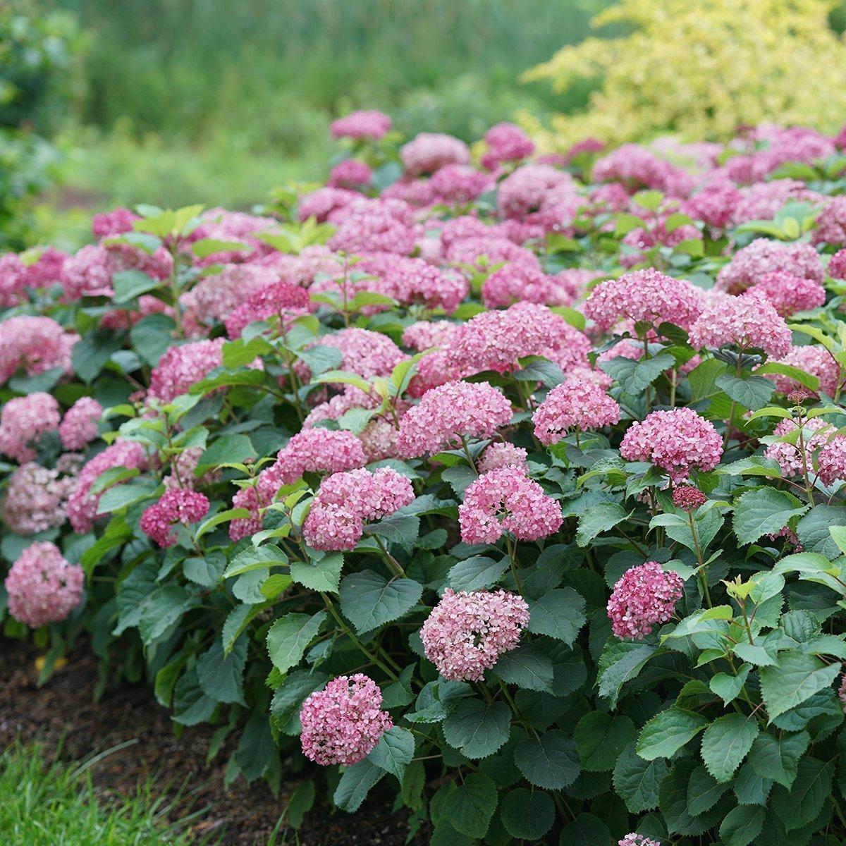 Hydrangea Arborescens 'invincibelle Mini Mauvette' - View 2 from www redcrocus com