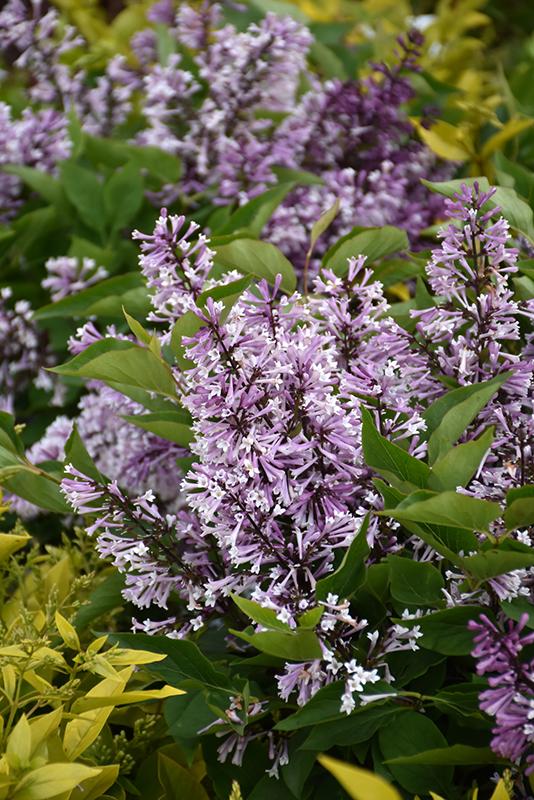 Syringa Patula Baby Kim - View 10 from www redcrocus com