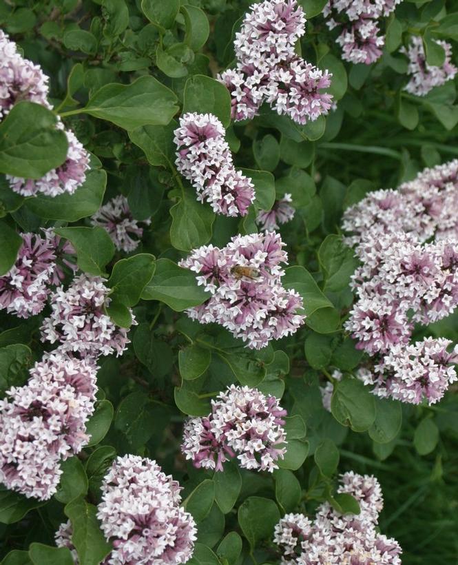 Syringa Patula Baby Kim - View 15 from www redcrocus com