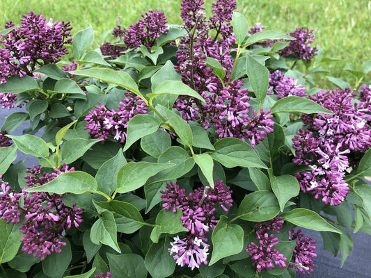 Syringa Patula Baby Kim - View 1 from www redcrocus com