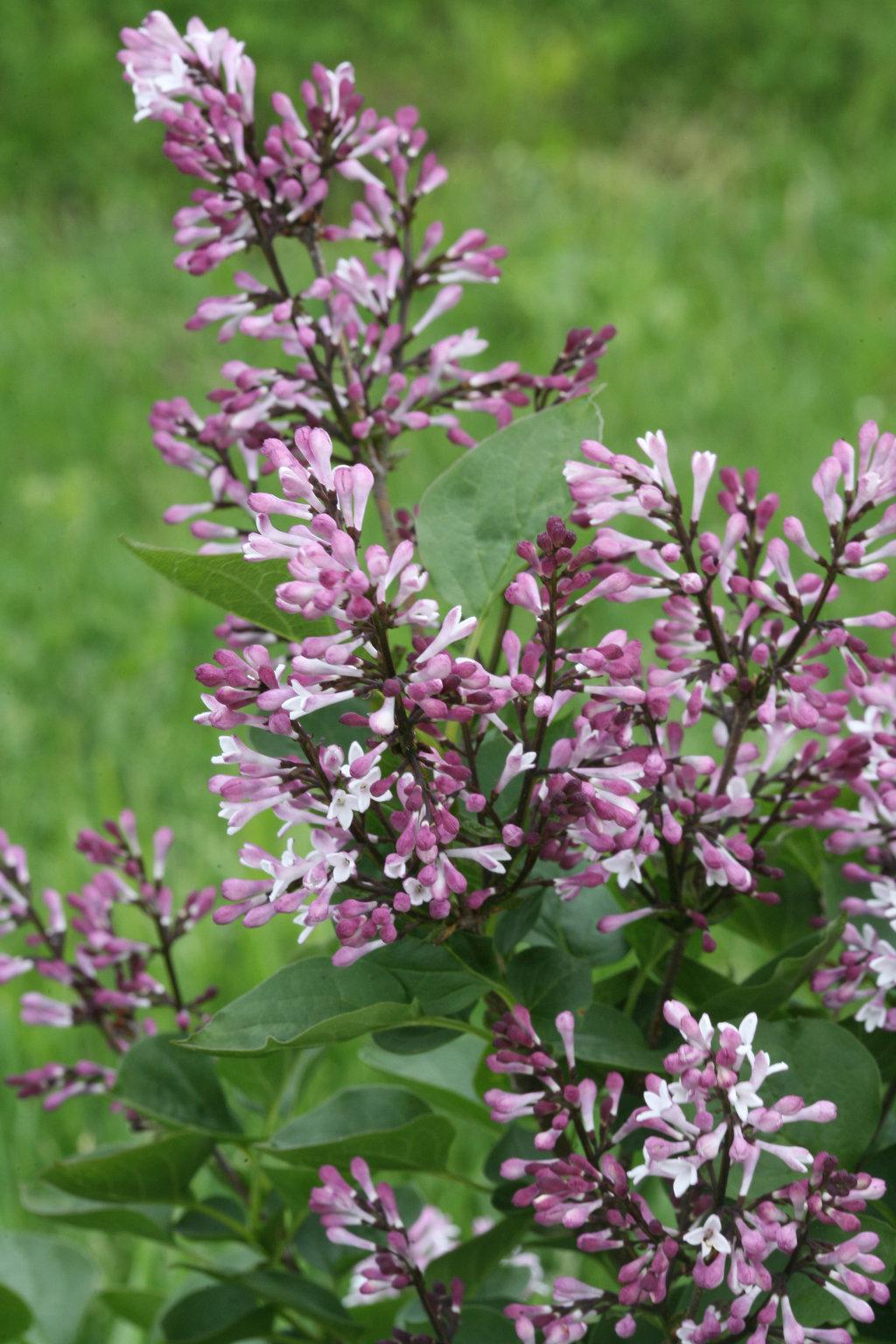 Syringa Patula Baby Kim - View 4 from www redcrocus com