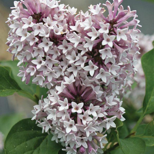 Syringa Patula Baby Kim - View 6 from www redcrocus com