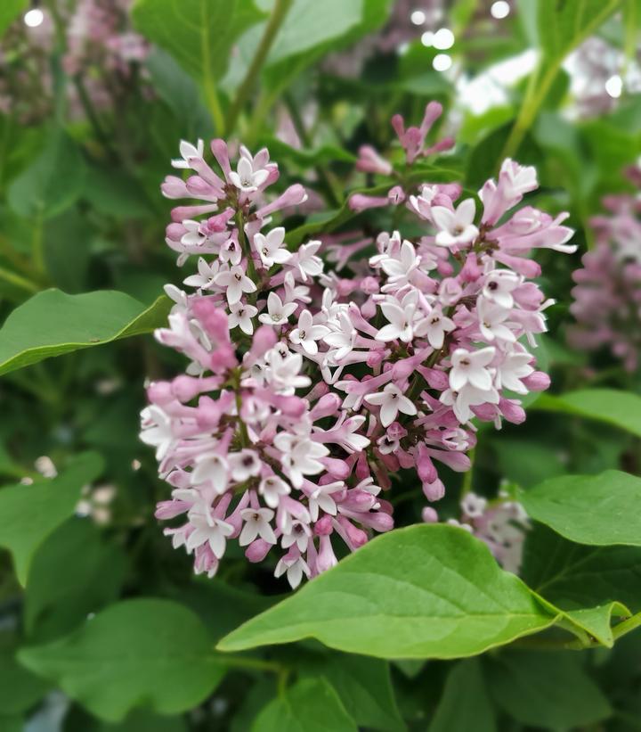 Syringa Patula Baby Kim - View 7 from www redcrocus com