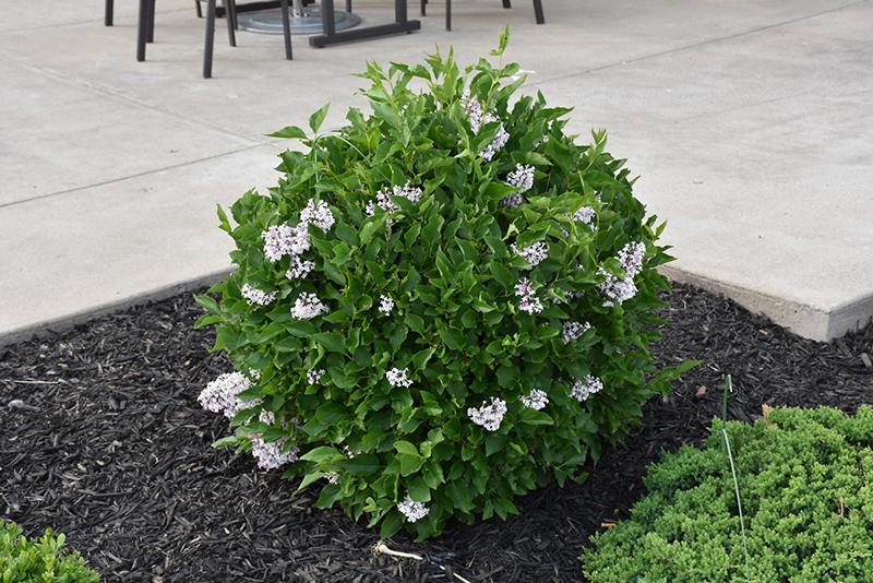 Syringa Patula Baby Kim - View 9 from www redcrocus com