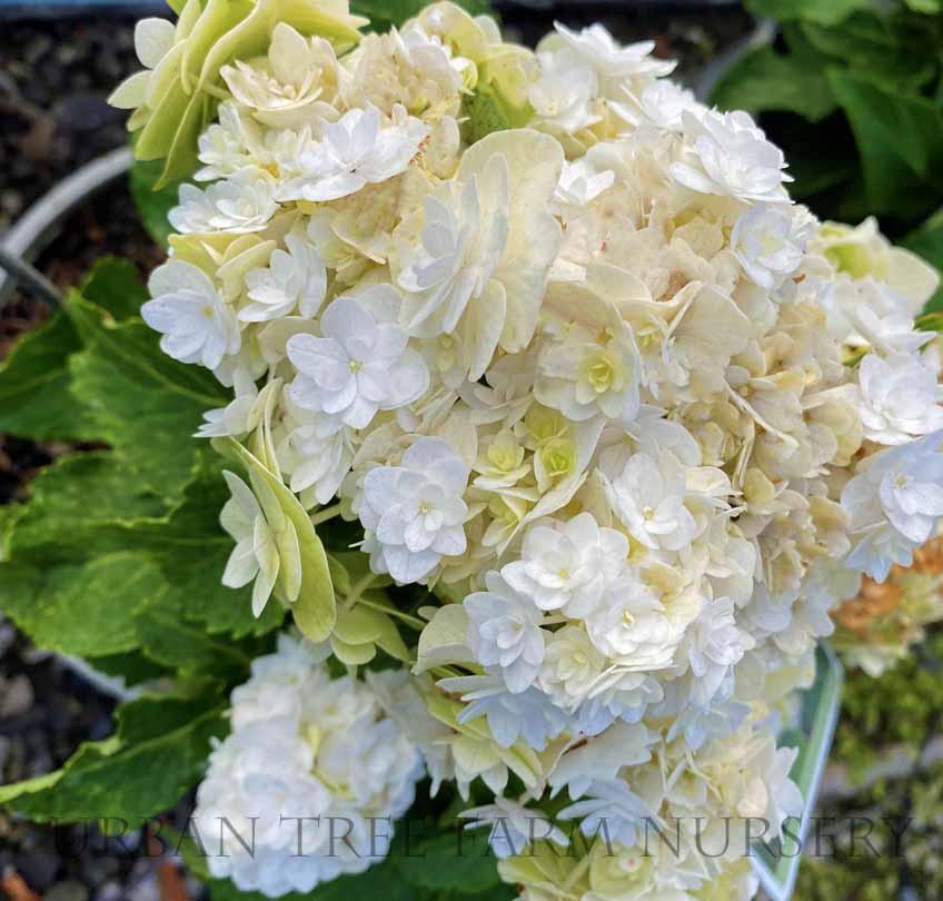 Hydrangea Macrophylla 'double Delight Wedding Gown' - View 11 from www redcrocus com