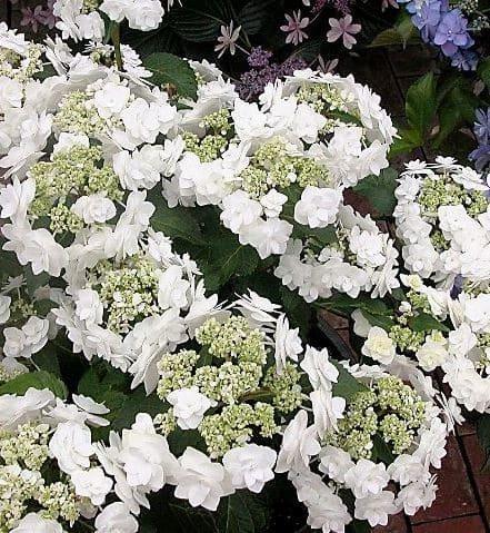 Hydrangea Macrophylla 'double Delight Wedding Gown' - View 12 from www redcrocus com