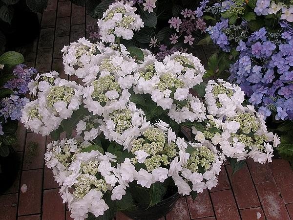 Hydrangea Macrophylla 'double Delight Wedding Gown' - View 13 from www redcrocus com