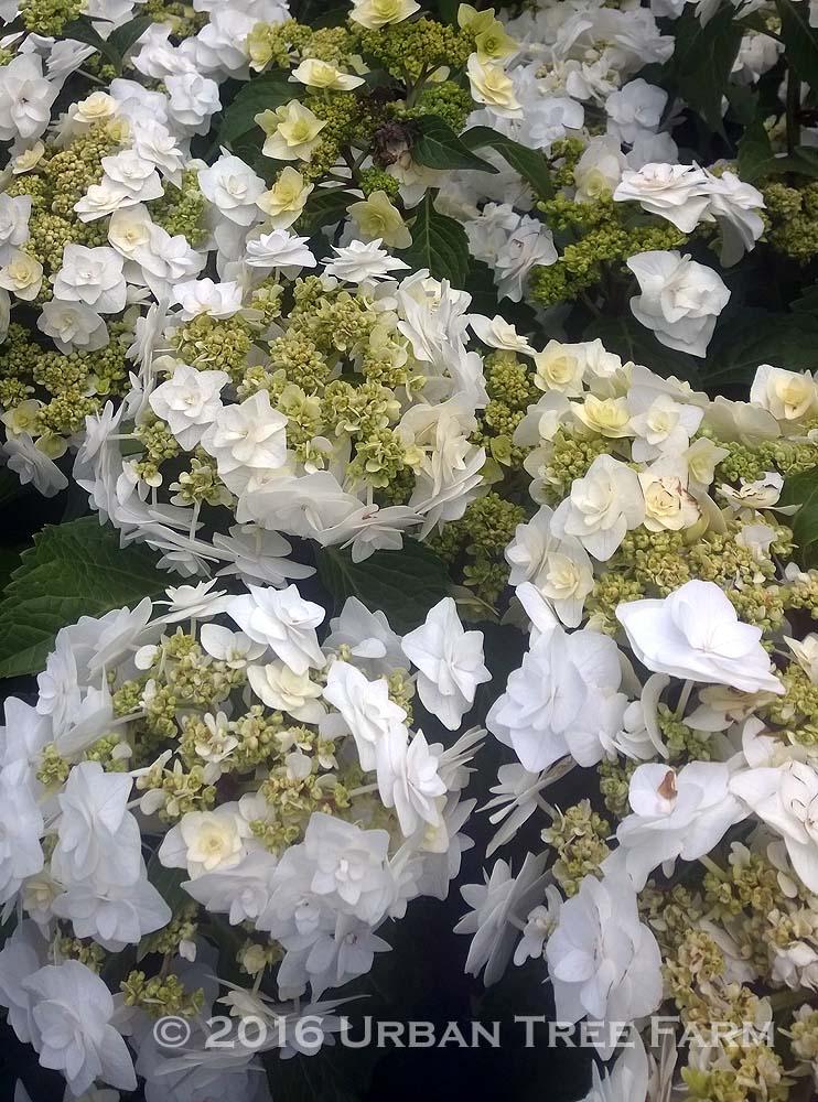 Hydrangea Macrophylla 'double Delight Wedding Gown' - View 14 from www redcrocus com