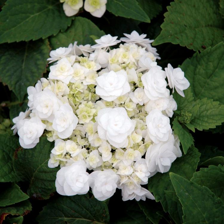 Hydrangea Macrophylla 'double Delight Wedding Gown' - View 15 from www redcrocus com
