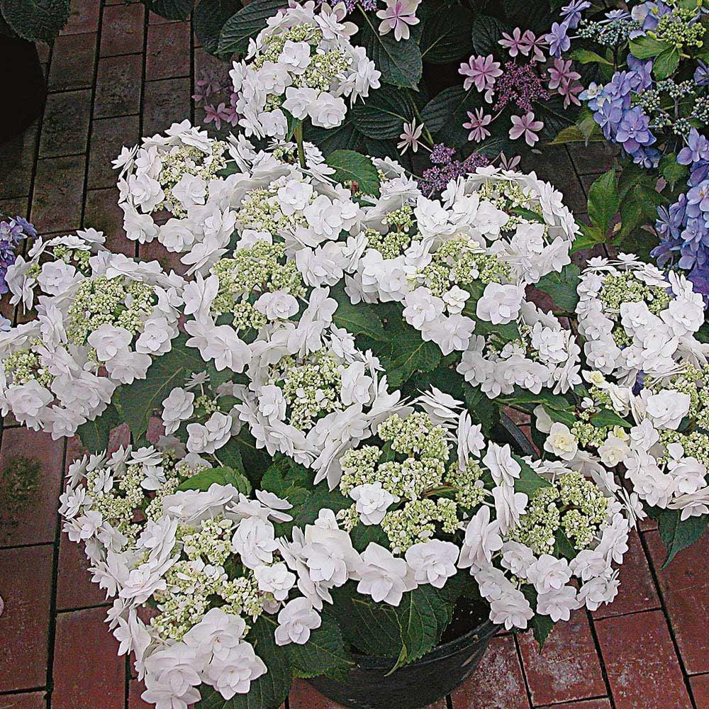 Hydrangea Macrophylla 'double Delight Wedding Gown' - View 16 from www redcrocus com