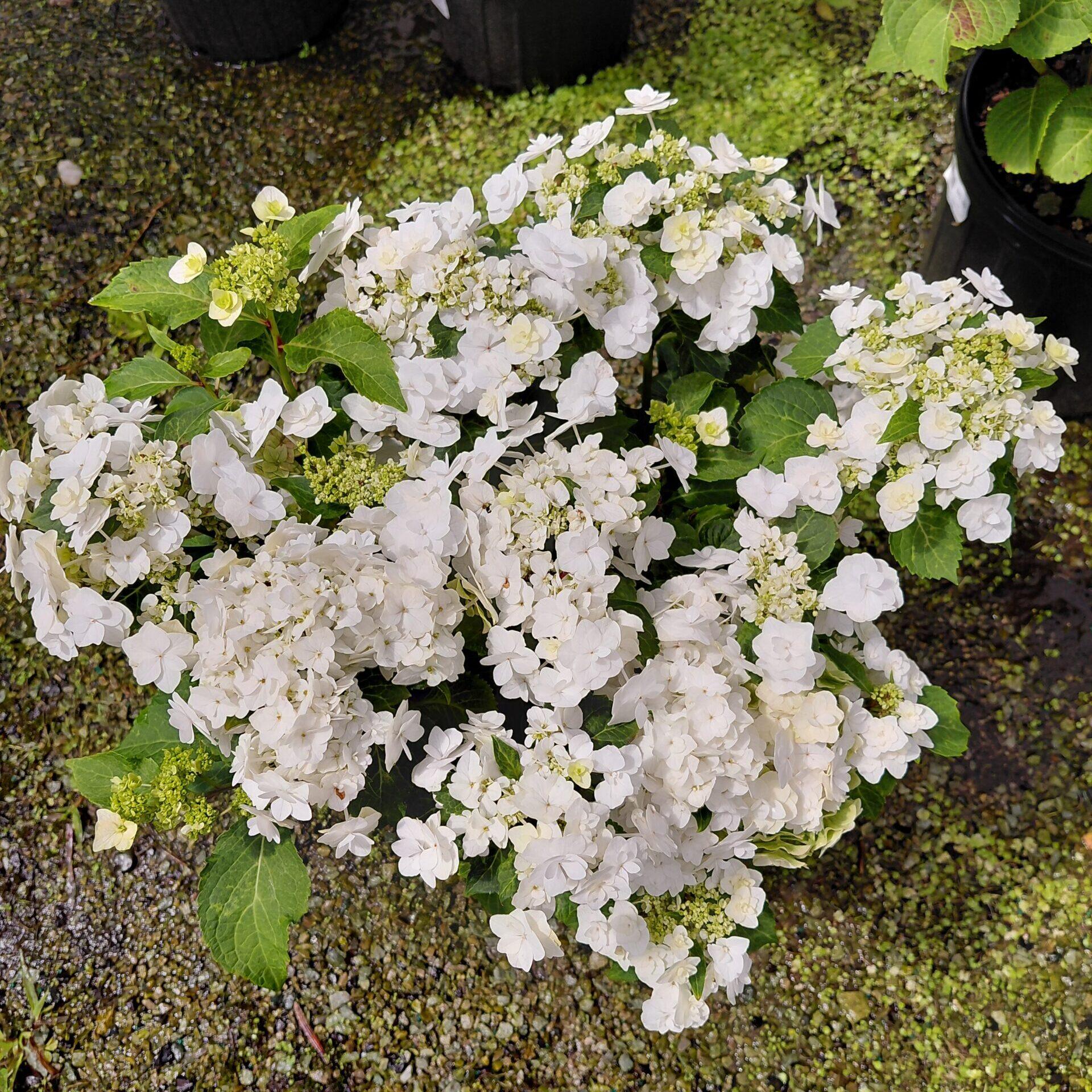 Hydrangea Macrophylla 'double Delight Wedding Gown' - View 17 from www redcrocus com