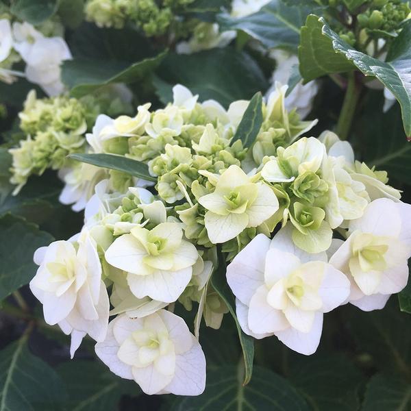 Hydrangea Macrophylla 'double Delight Wedding Gown' - View 18 from www redcrocus com