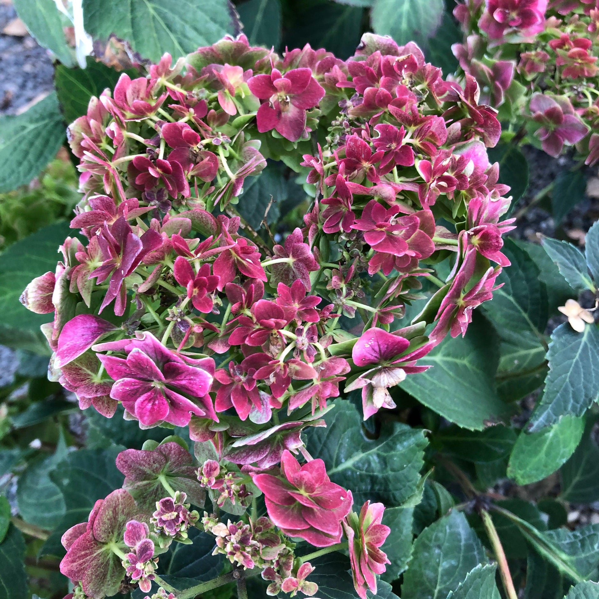 Hydrangea Macrophylla 'double Delight Wedding Gown' - View 19 from www redcrocus com