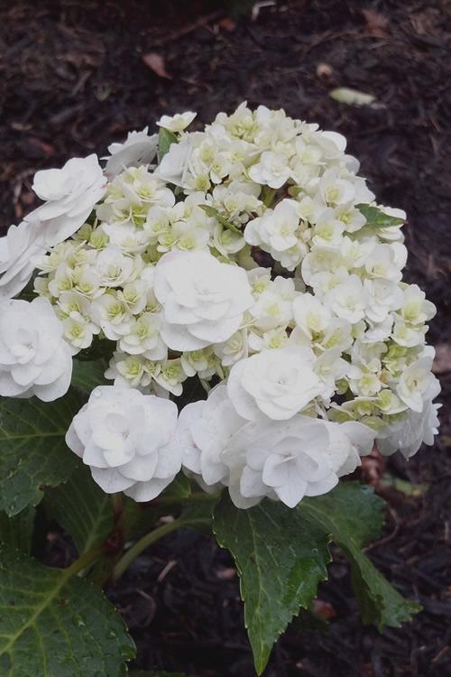 Hydrangea Macrophylla 'double Delight Wedding Gown' - View 1 from www redcrocus com