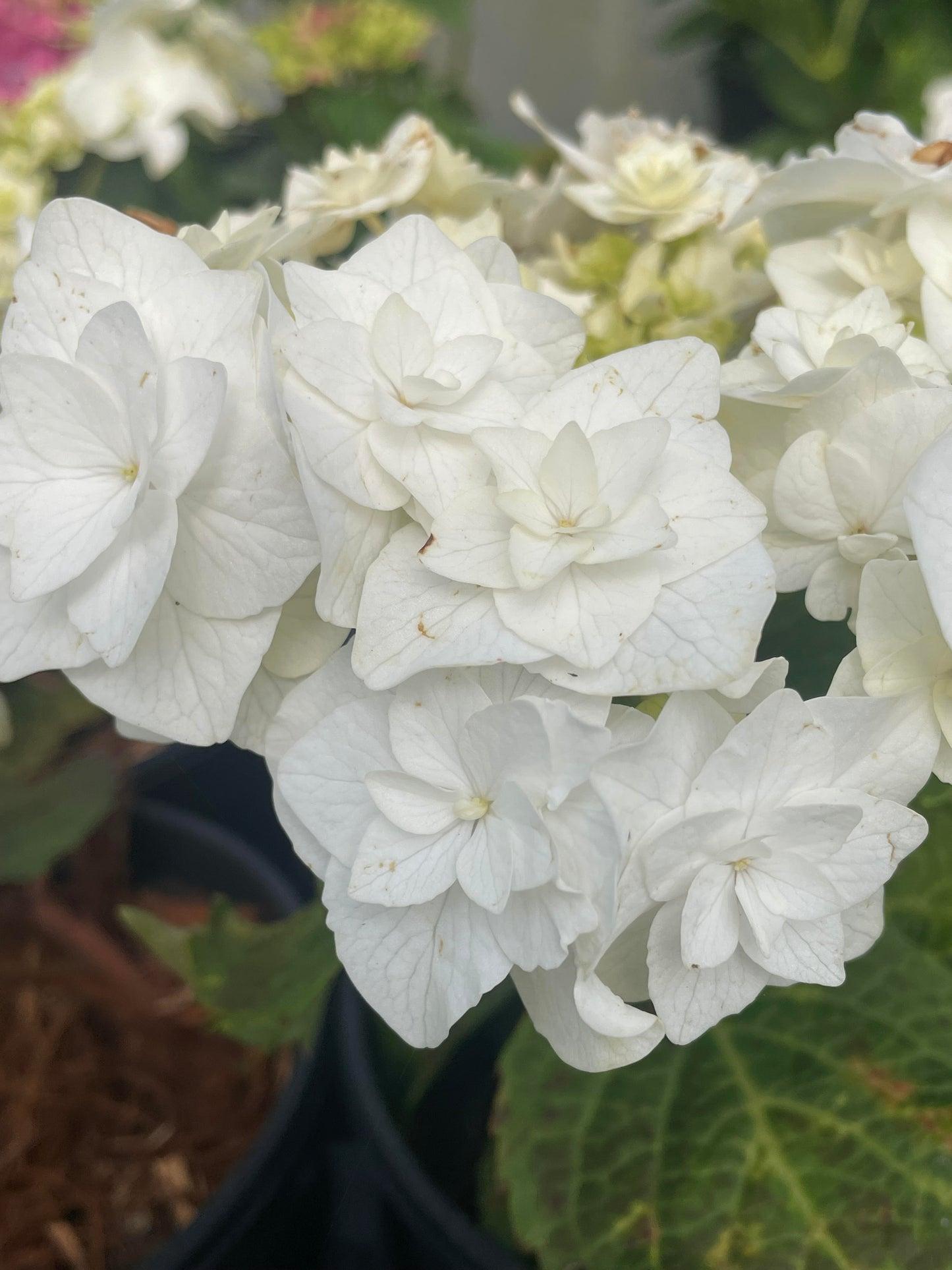 Hydrangea Macrophylla 'double Delight Wedding Gown' - View 20 from www redcrocus com
