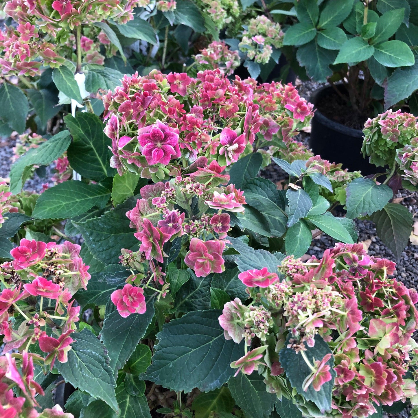 Hydrangea Macrophylla 'double Delight Wedding Gown' - View 21 from www redcrocus com