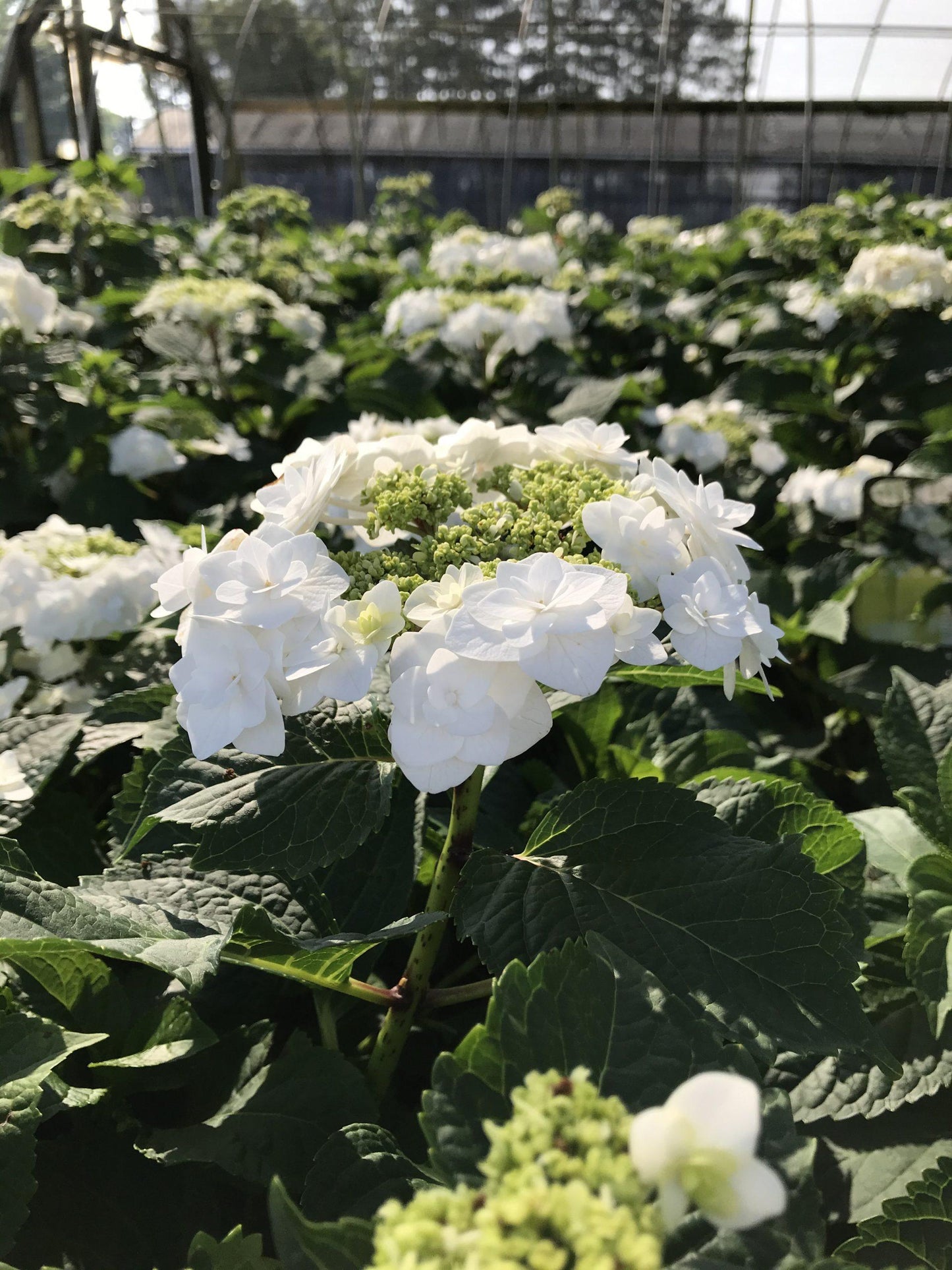 Hydrangea Macrophylla 'double Delight Wedding Gown' - View 22 from www redcrocus com