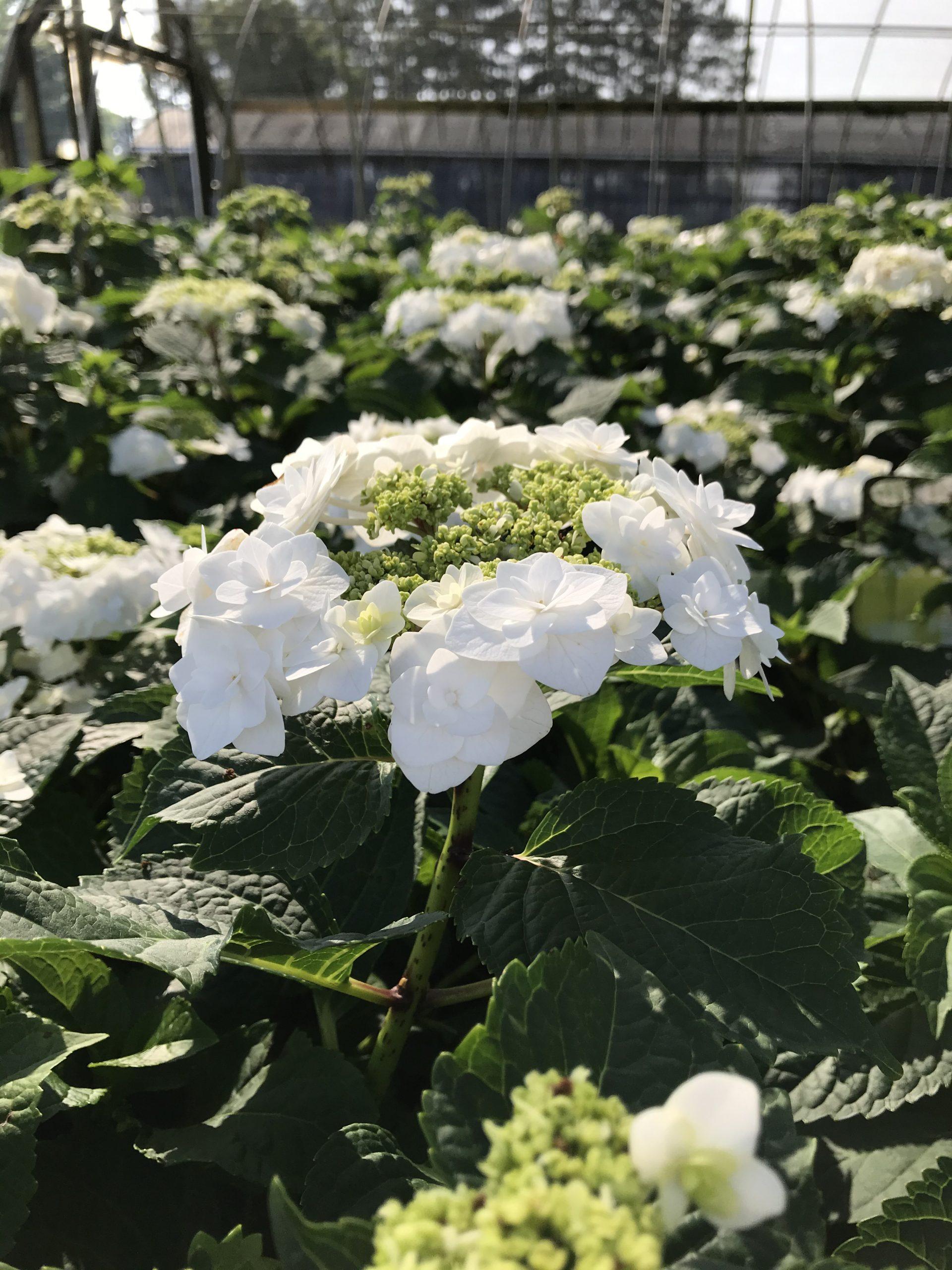Hydrangea Macrophylla 'double Delight Wedding Gown' - View 22 from www redcrocus com