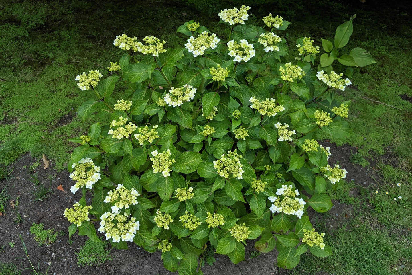 Hydrangea Macrophylla 'double Delight Wedding Gown' - View 25 from www redcrocus com