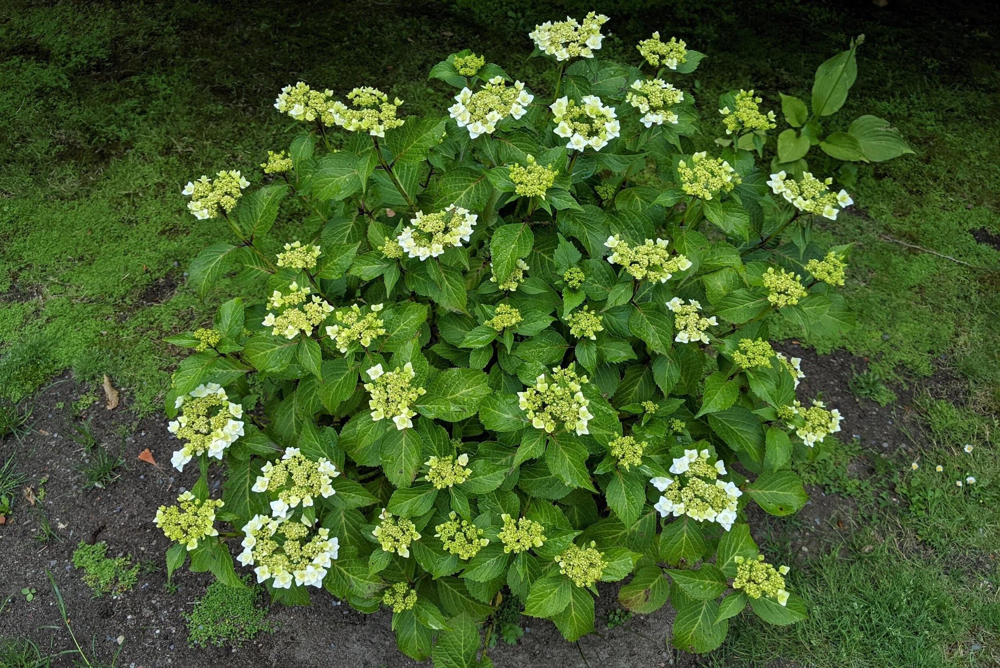 Hydrangea Macrophylla 'double Delight Wedding Gown' - View 25 from www redcrocus com