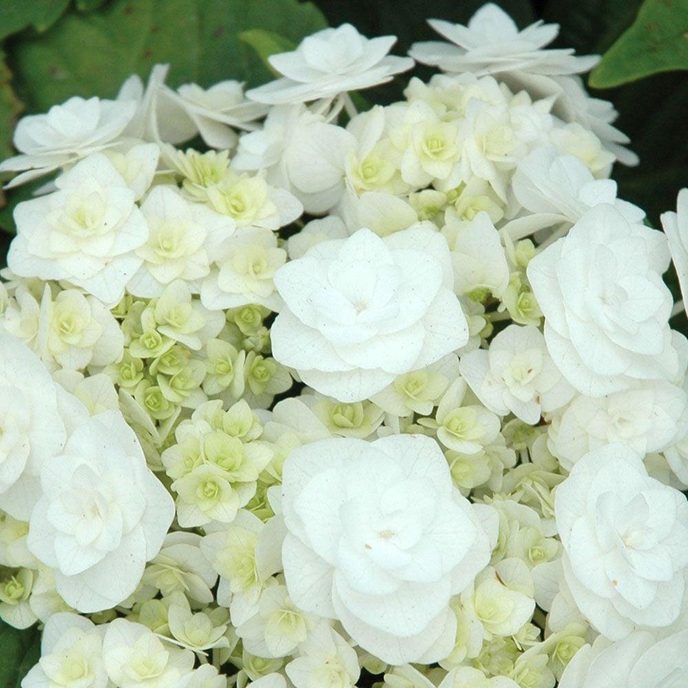Hydrangea Macrophylla 'double Delight Wedding Gown' - View 26 from www redcrocus com