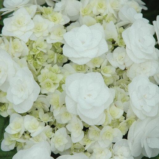 Hydrangea Macrophylla 'double Delight Wedding Gown' - View 28 from www redcrocus com