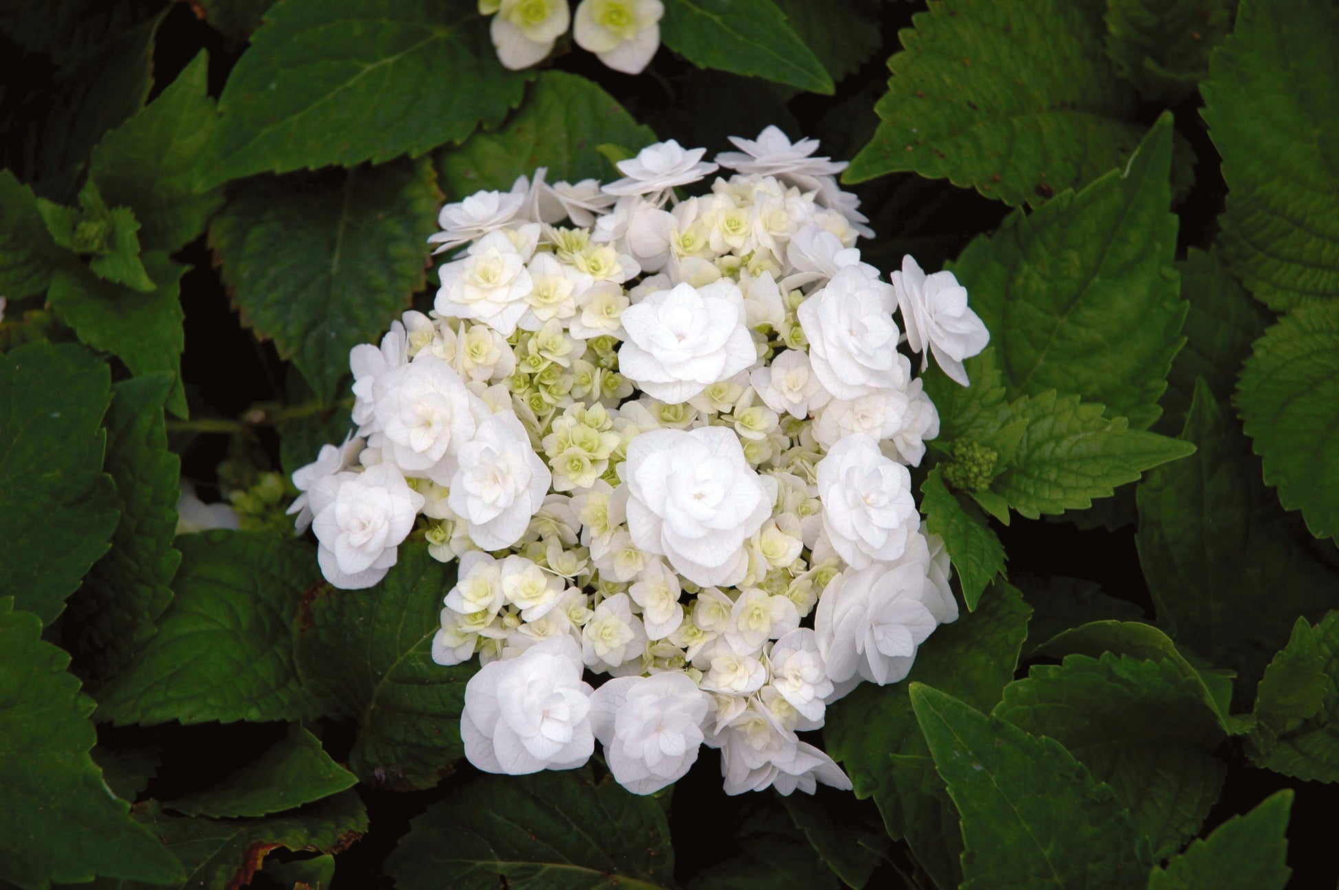Hydrangea Macrophylla 'double Delight Wedding Gown' - View 29 from www redcrocus com