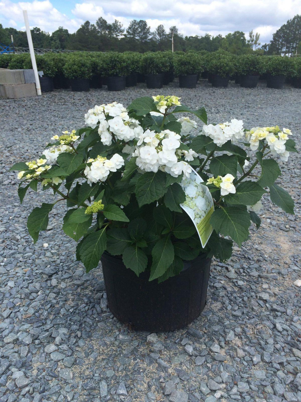 Hydrangea Macrophylla 'double Delight Wedding Gown' - View 2 from www redcrocus com