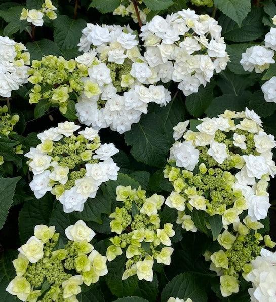 Hydrangea Macrophylla 'double Delight Wedding Gown' - View 30 from www redcrocus com