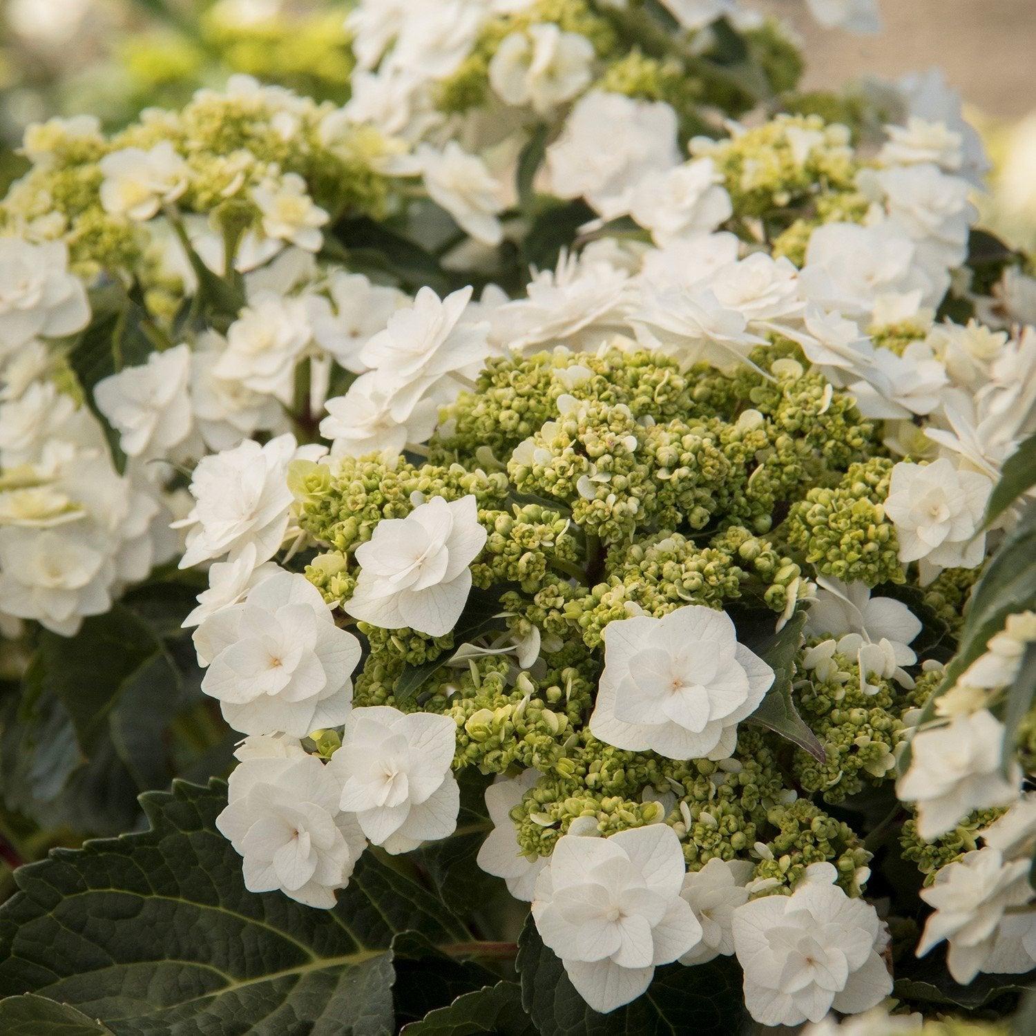 Hydrangea Macrophylla 'double Delight Wedding Gown' - View 32 from www redcrocus com