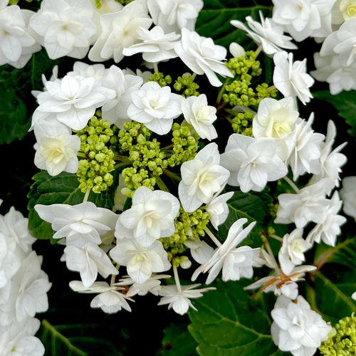 Hydrangea Macrophylla 'double Delight Wedding Gown' - View 33 from www redcrocus com