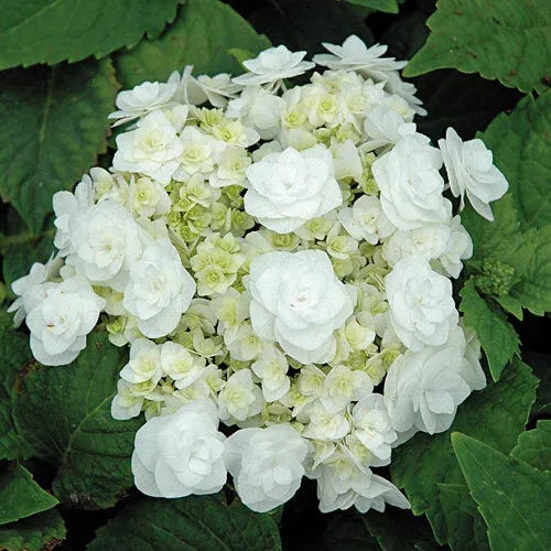 Hydrangea Macrophylla 'double Delight Wedding Gown' - View 34 from www redcrocus com