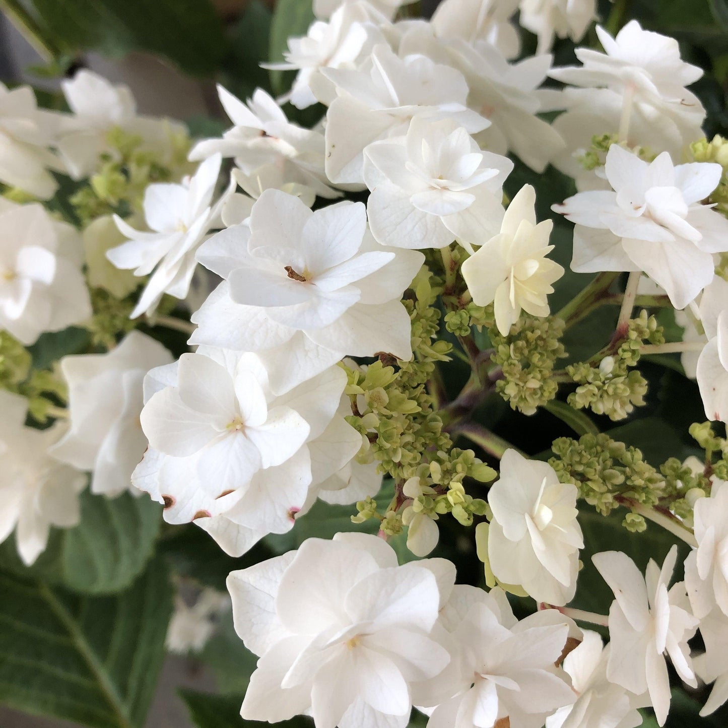 Hydrangea Macrophylla 'double Delight Wedding Gown' - View 36 from www redcrocus com