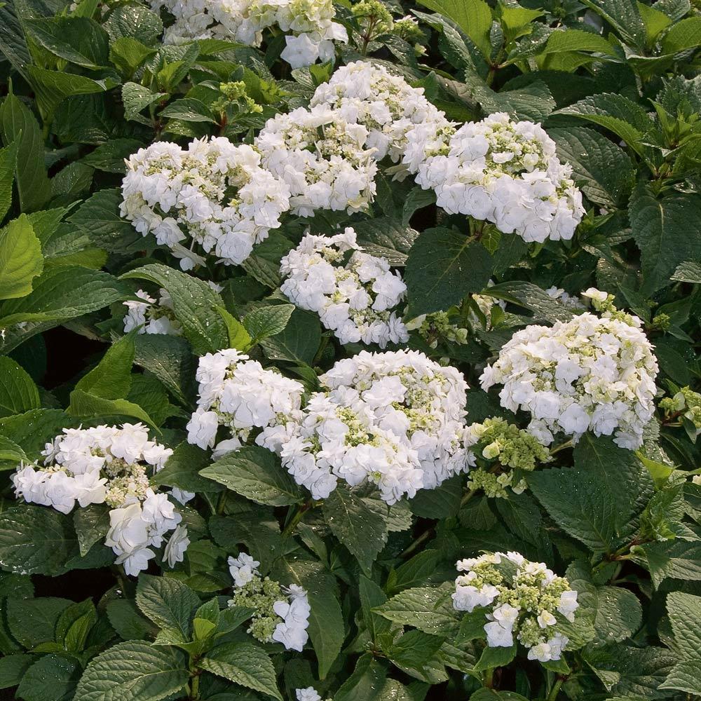 Hydrangea Macrophylla 'double Delight Wedding Gown' - View 3 from www redcrocus com
