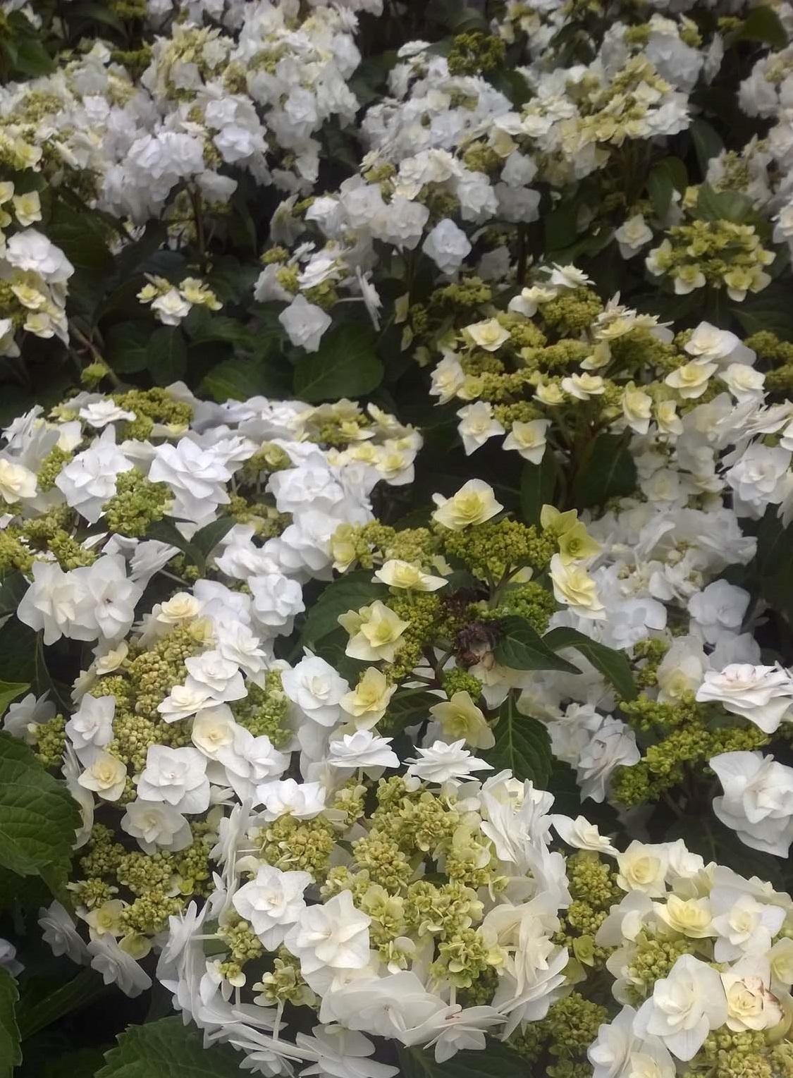 Hydrangea Macrophylla 'double Delight Wedding Gown' - View 4 from www redcrocus com