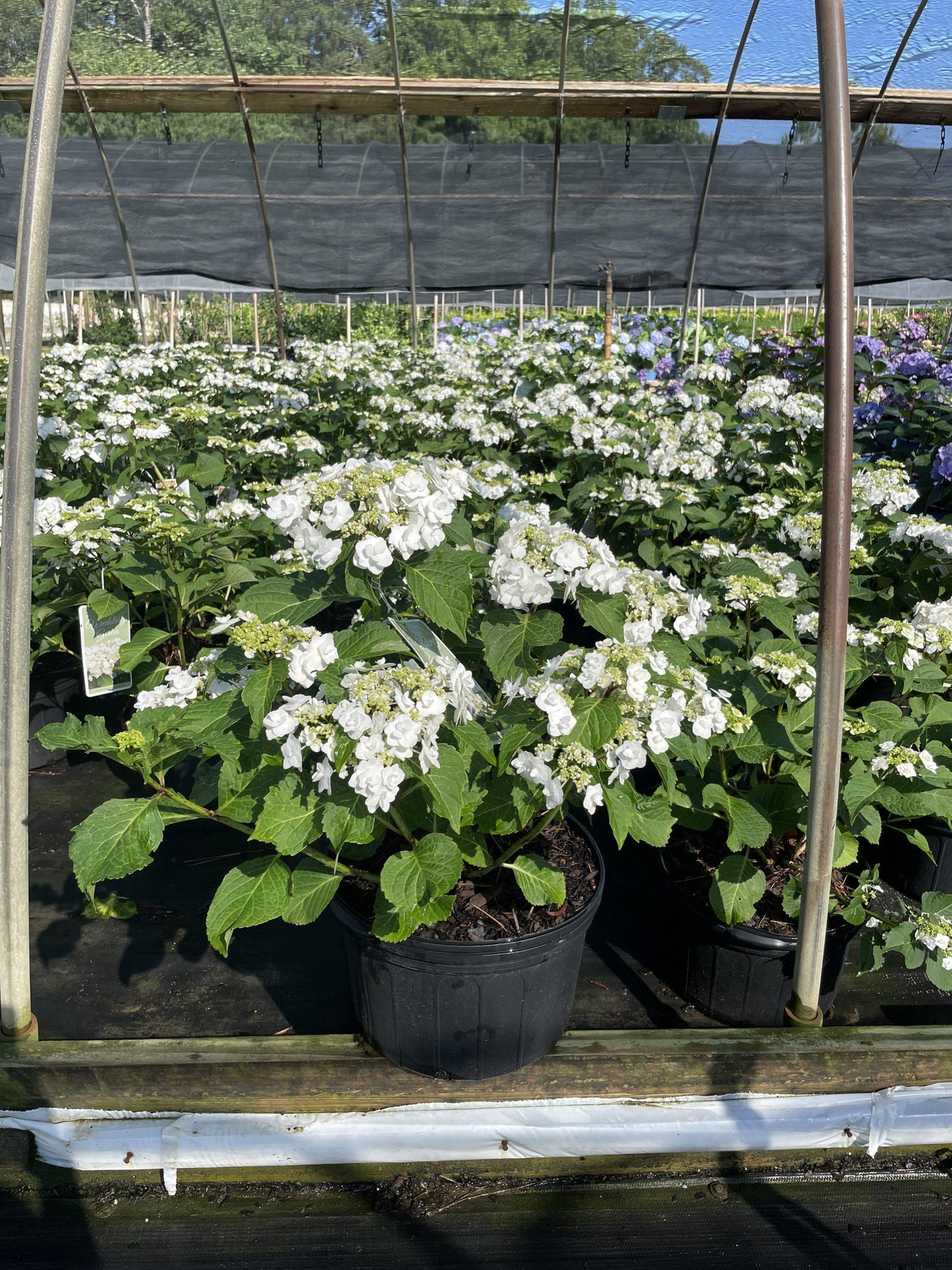 Hydrangea Macrophylla 'double Delight Wedding Gown' - View 5 from www redcrocus com