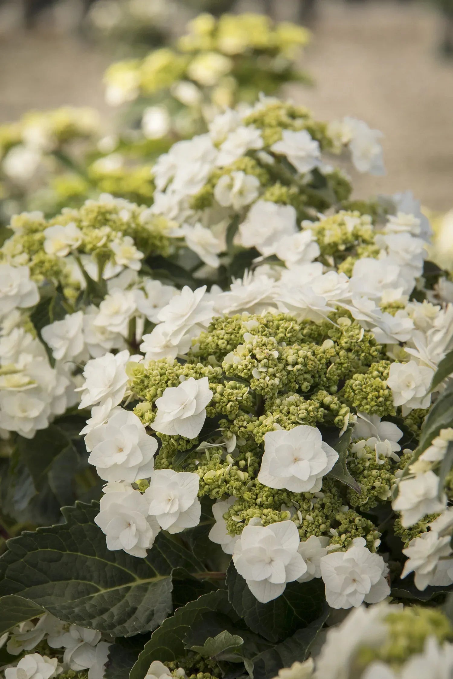 Hydrangea Macrophylla 'double Delight Wedding Gown' - View 6 from www redcrocus com