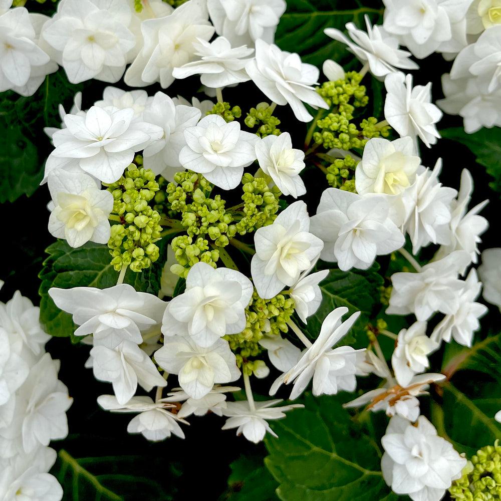 Hydrangea Macrophylla 'double Delight Wedding Gown' - View 7 from www redcrocus com