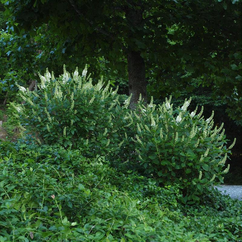 Clethra Alnifolia 'sugartina' - View 12 from www redcrocus com