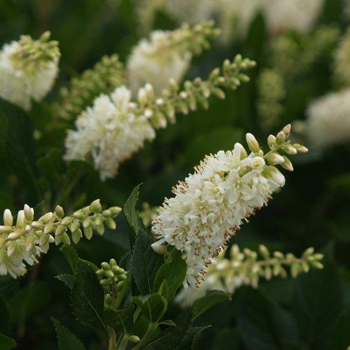 Clethra Alnifolia 'sugartina' - View 13 from www redcrocus com