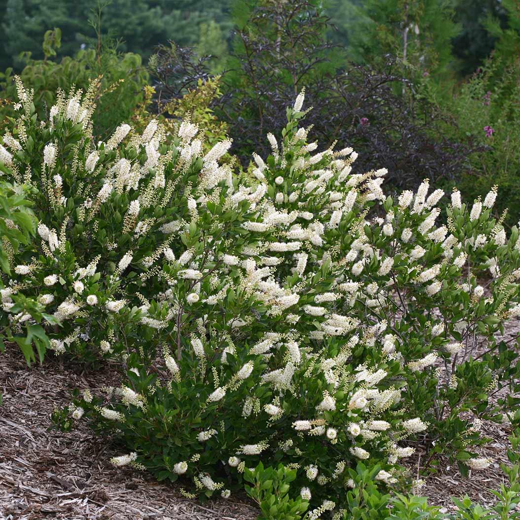 Clethra Alnifolia 'sugartina' - View 14 from www redcrocus com