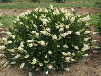 Clethra Alnifolia 'sugartina' - View 15 from www redcrocus com