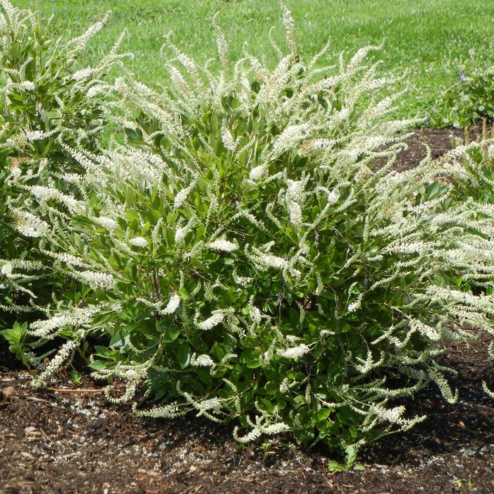 Clethra Alnifolia 'sugartina' - View 16 from www redcrocus com