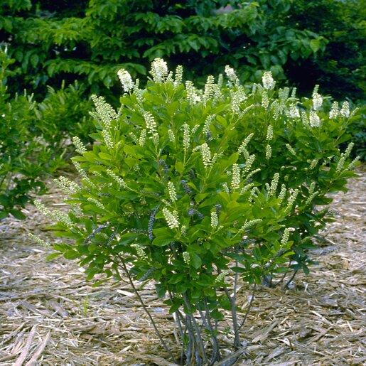 Clethra Alnifolia 'sugartina' - View 19 from www redcrocus com